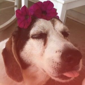 Meet your Posher, Aj